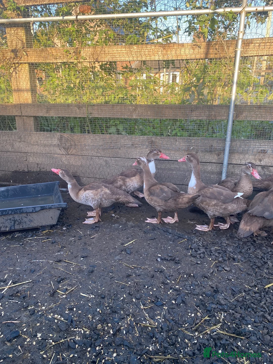 Ducks poultry for sale: Chocolate Muscovies  - Advert 4