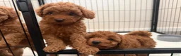 Poochon dogs for sale: Beautiful Red Poochon Girls ❤️ in Sevenoaks - Advert 8