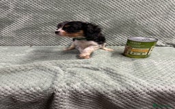 Cavalier King Charles Spaniel dogs for sale: Cavalier King Charles pups  - Image 9