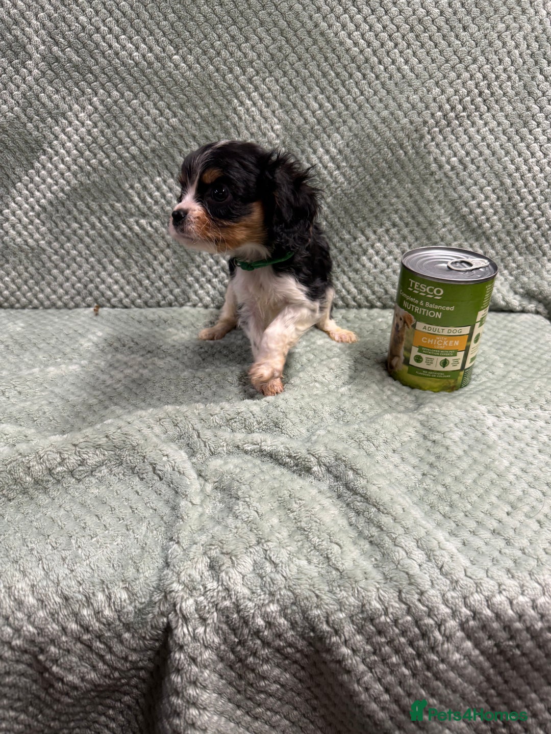 Cavalier King Charles Spaniel dogs for sale: Cavalier King Charles pups  - Image 9
