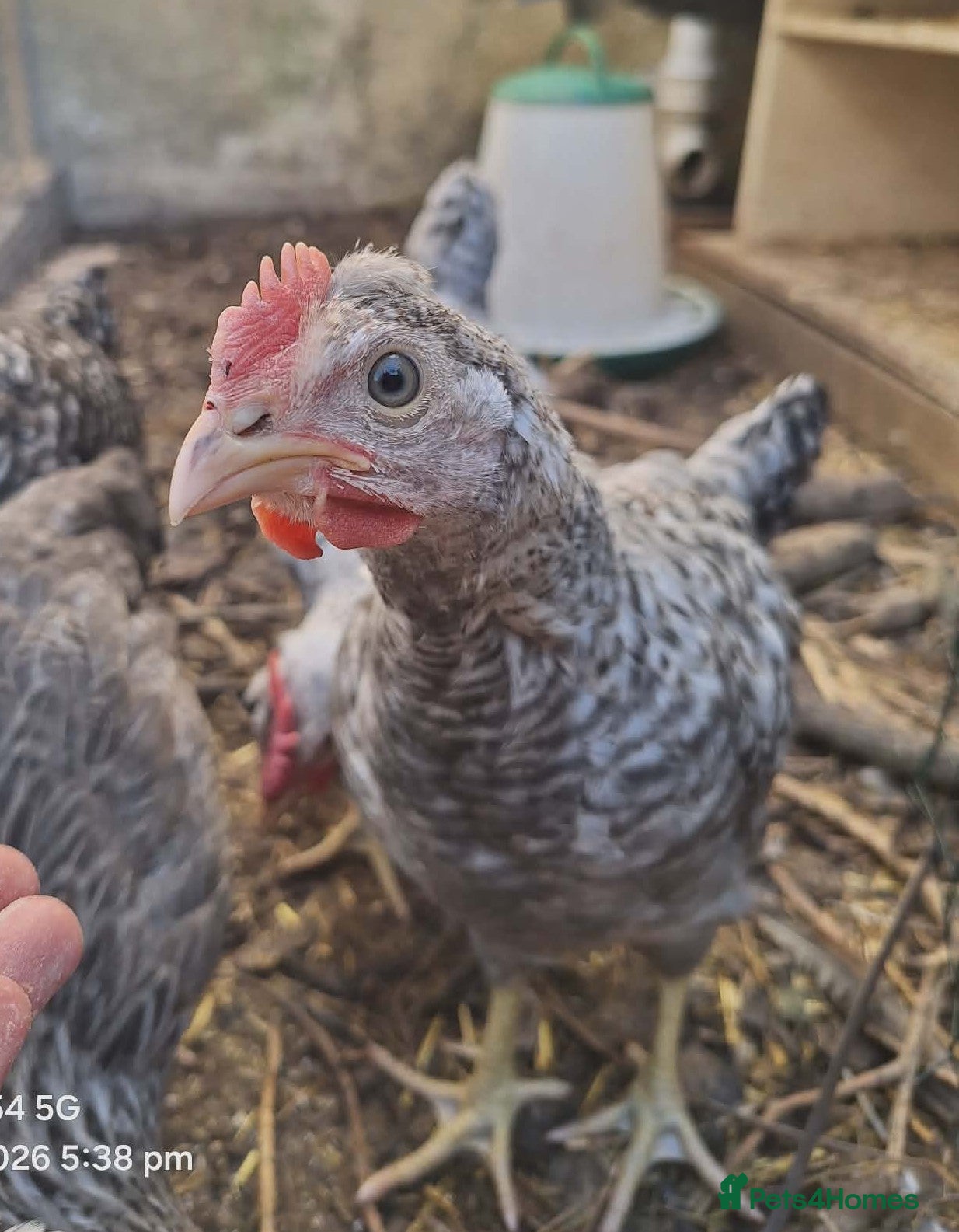 Chickens poultry for sale: Cream legbar breeding pair - Advert 3