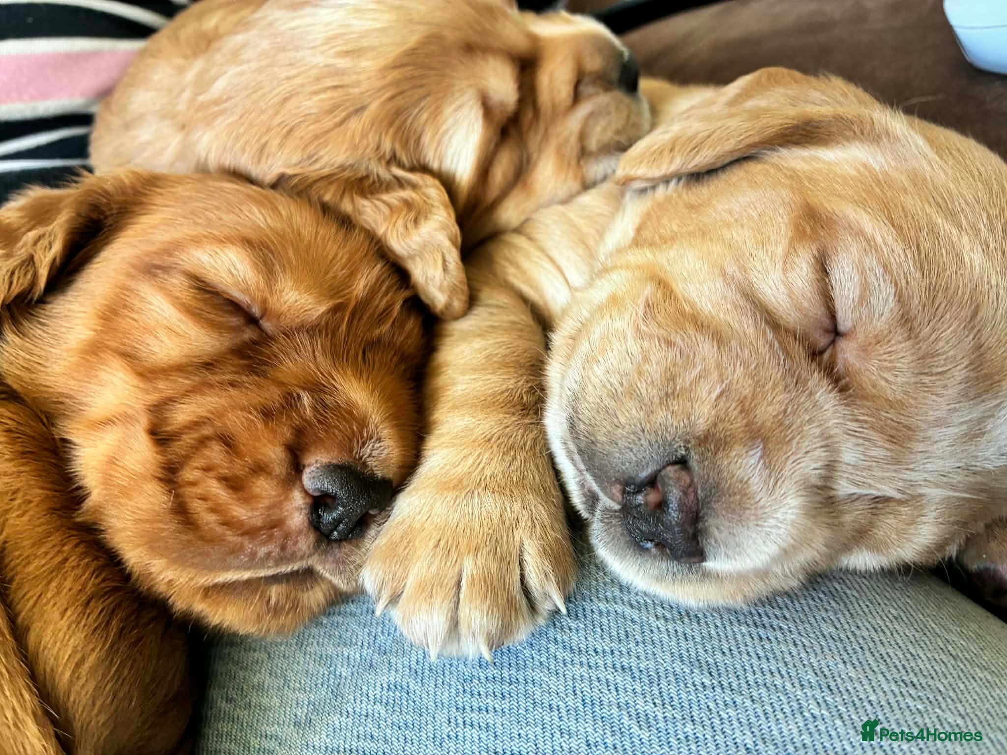 Cockerdor dogs Exceptional Golden/Red Cockerdor Puppies  - Advert 1