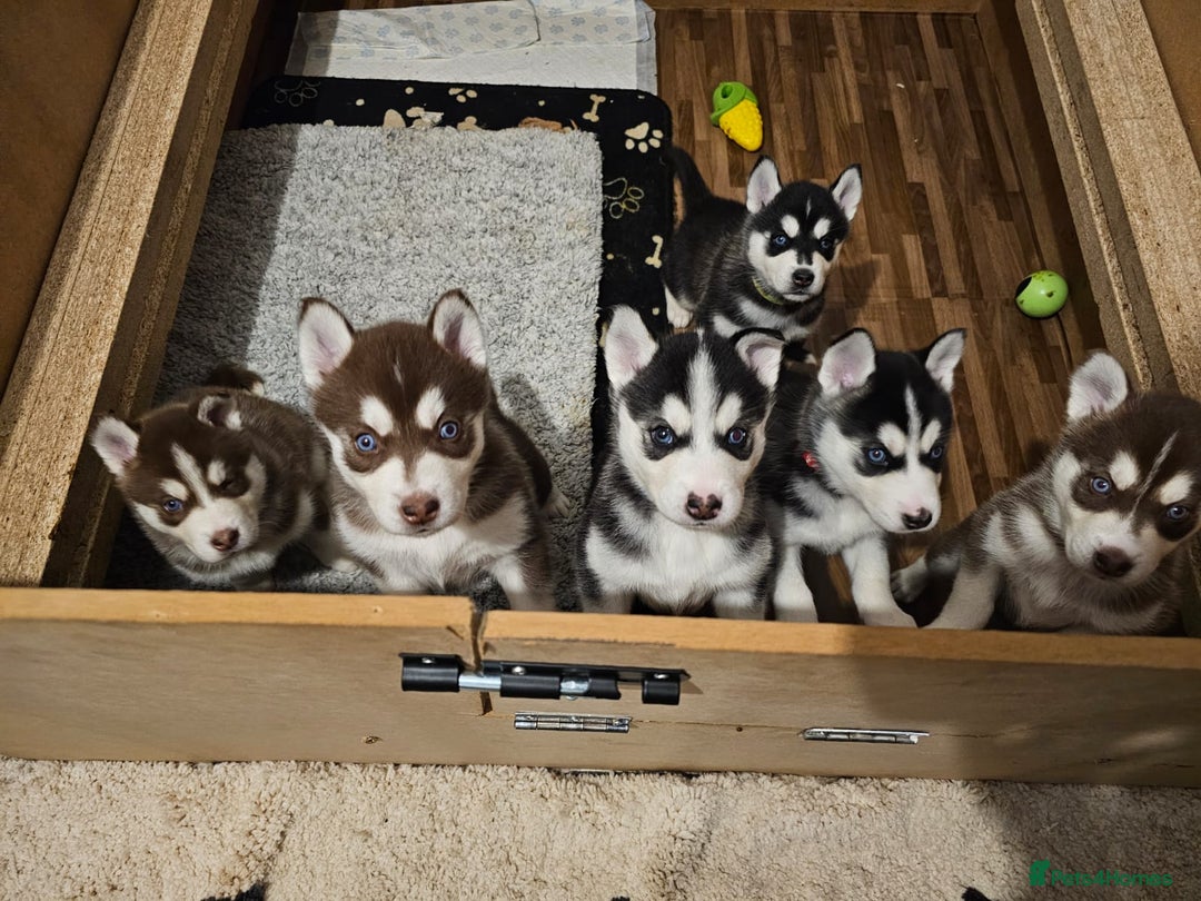 Siberian Husky dogs for sale: Stunning Husky puppies  - Advert 1