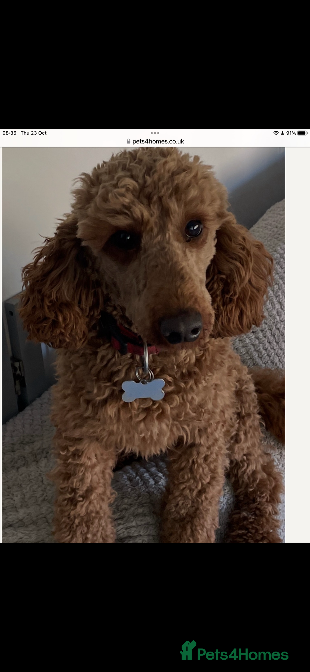 Miniature Poodle dogs for stud: Miniature poodle (stud only) - Advert 2