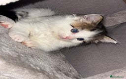Ragdoll cats for sale: Beautiful main coon X ragdoll kittens - Image 12