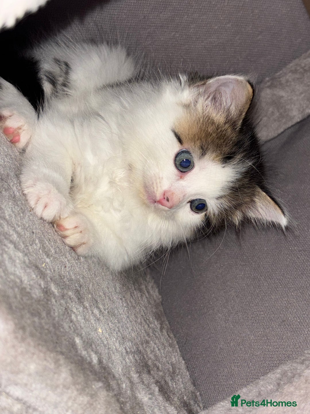 Ragdoll cats for sale: Beautiful main coon X ragdoll kittens - Image 12