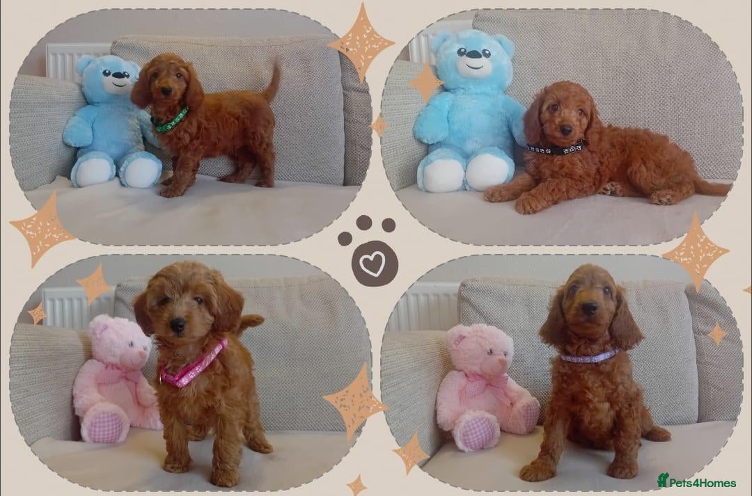 Goldendoodle dogs Adorable Miniature Goldendoodles - Advert 3