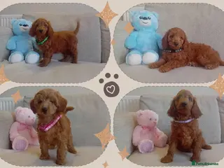 Goldendoodle dogs Adorable Miniature Goldendoodles - Advert 3