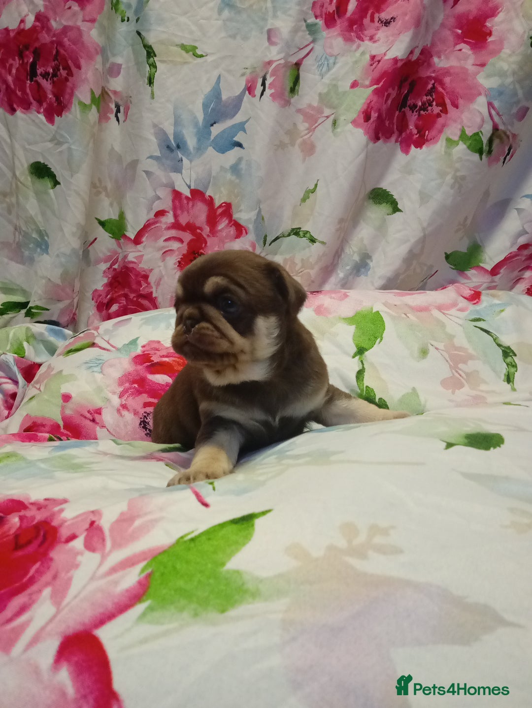 Pug dogs for sale: Pug puppies  - Advert 11