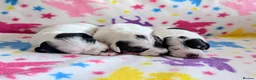 Jackapoo dogs for sale: Stunning Jackapoo girls  - Advert 12