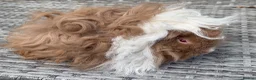 Guinea Pig rodents for sale: Purebred Lunkarya - Advert 1