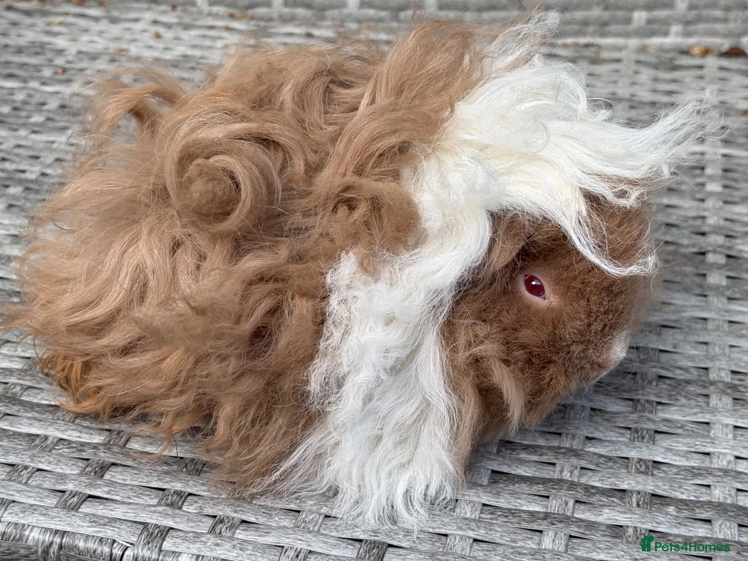 Guinea Pig rodents for sale: Purebred Lunkarya - Advert 1