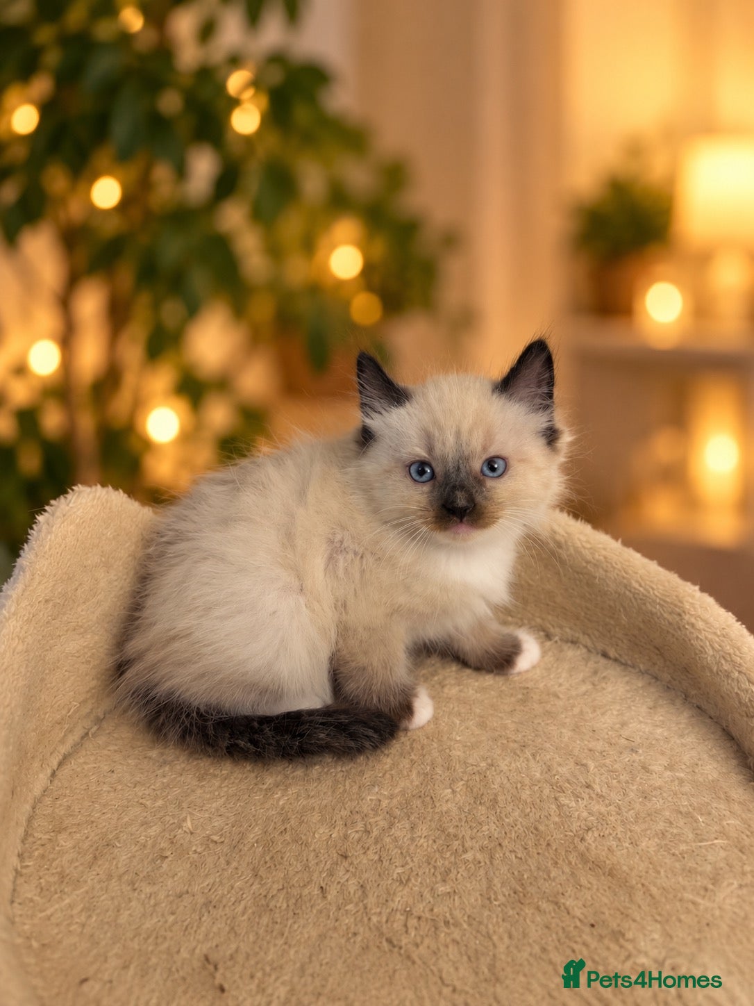 Ragdoll cats for sale: Male ragdoll kitten available.  - Advert 5