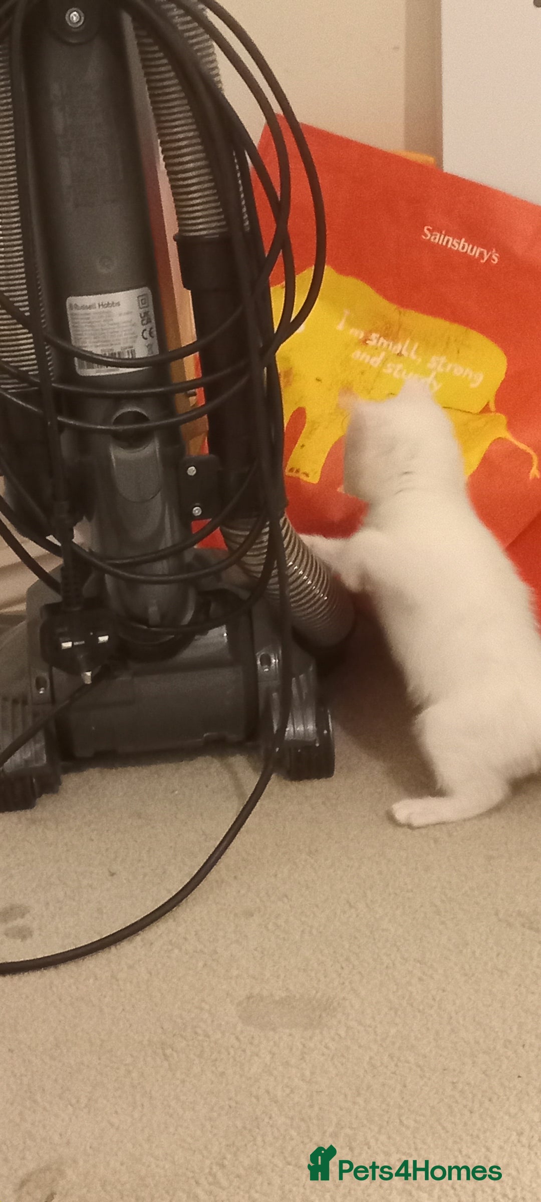 Turkish Angora cats for sale: White Turkish angora kitten  - Image 4