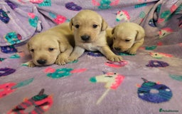 Labrador Retriever dogs for sale: Labrador puppies - Image 14