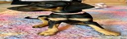 Dobermann dogs for sale: KC health tested Doberman puppies - Advert 5