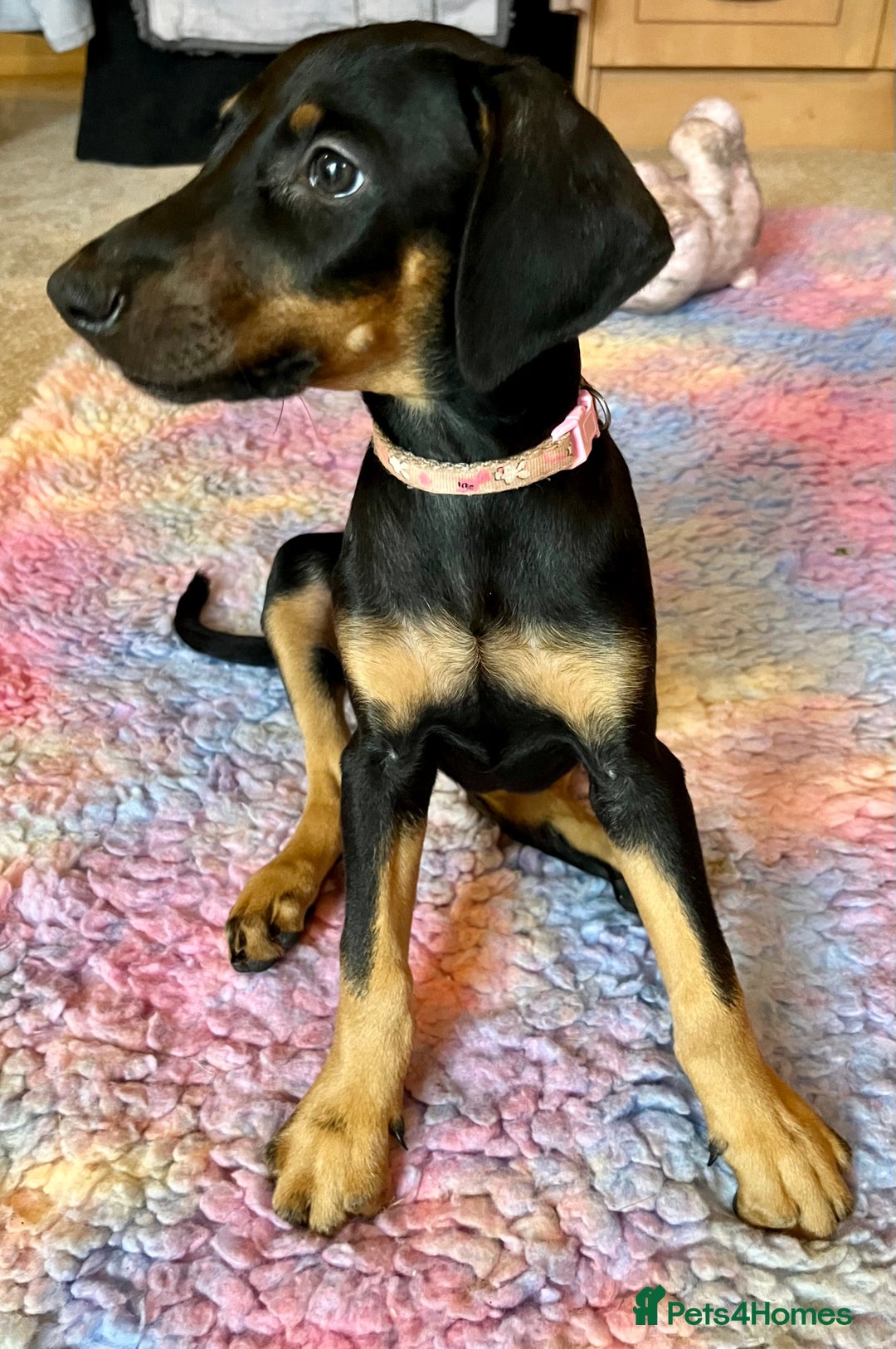 Dobermann dogs for sale: KC health tested Doberman puppies - Advert 5
