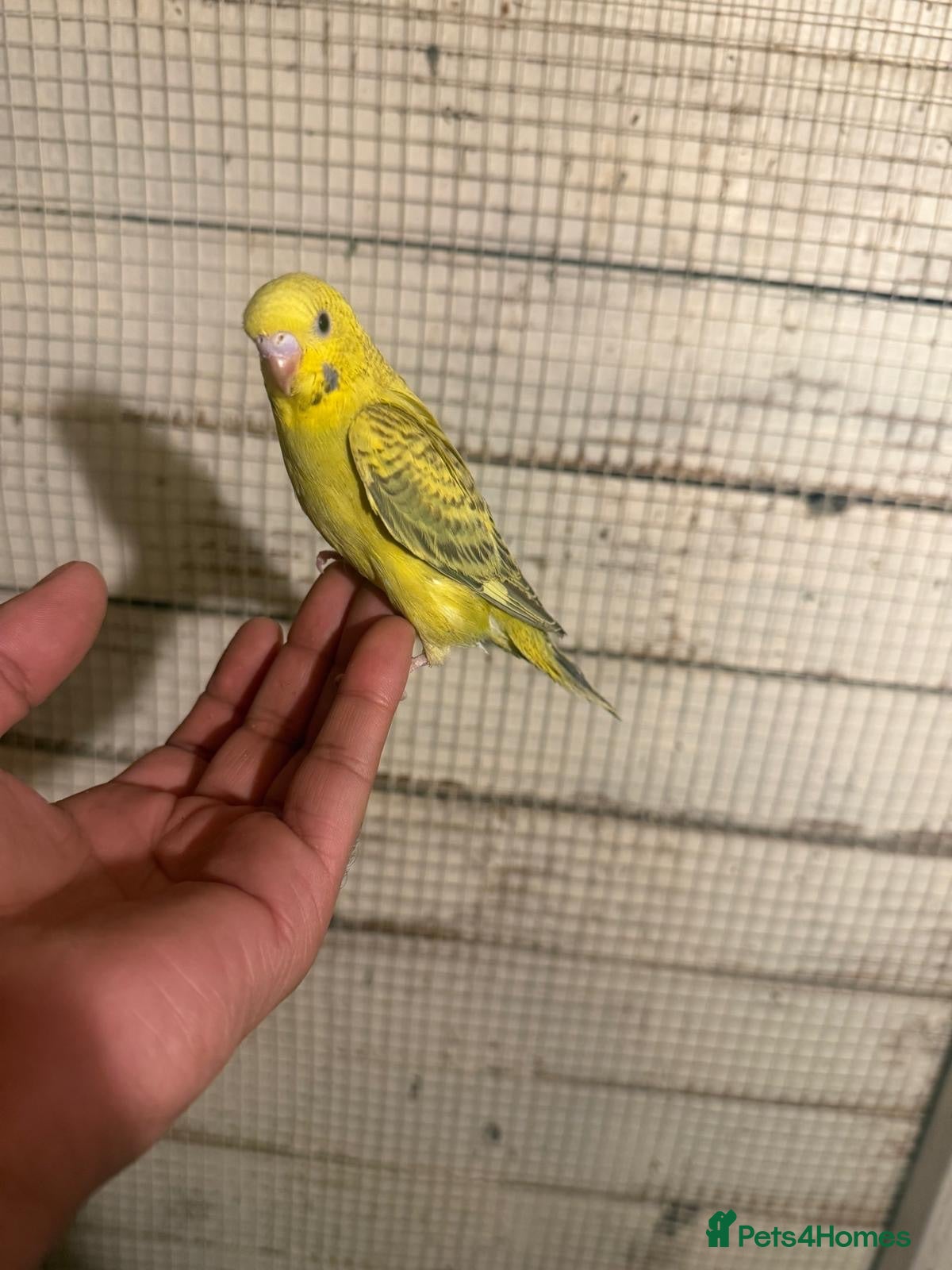 Budgerigars birds Budgies for sale £40 each collection mk404nn - Advert 19