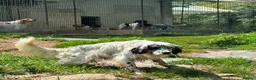English Setter dogs for adoption: Nax   - Advert 7
