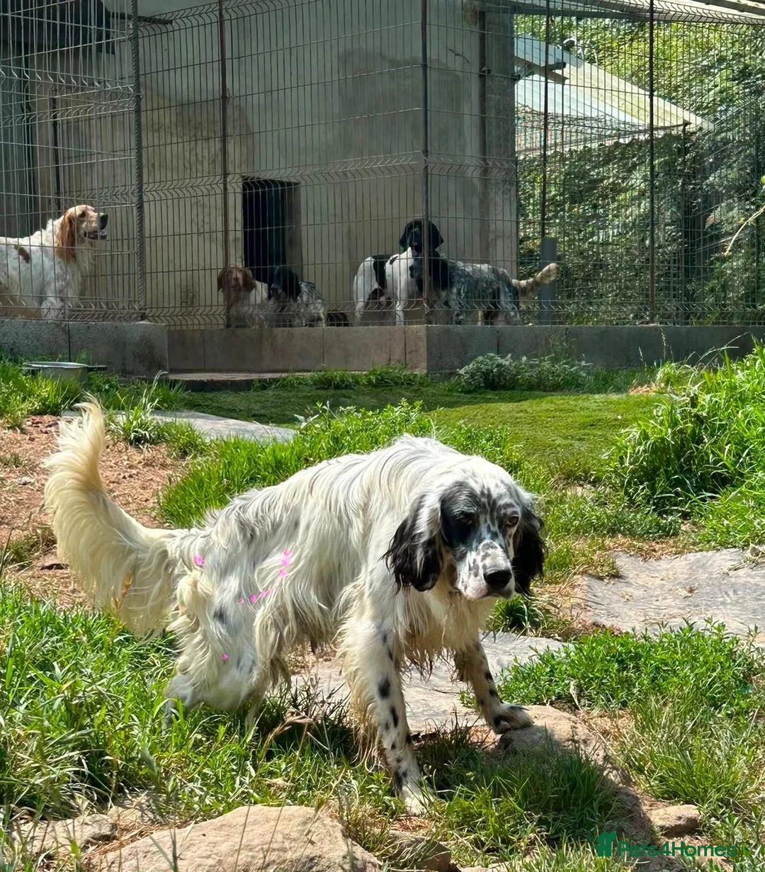 English Setter dogs for adoption: Nax   - Advert 7