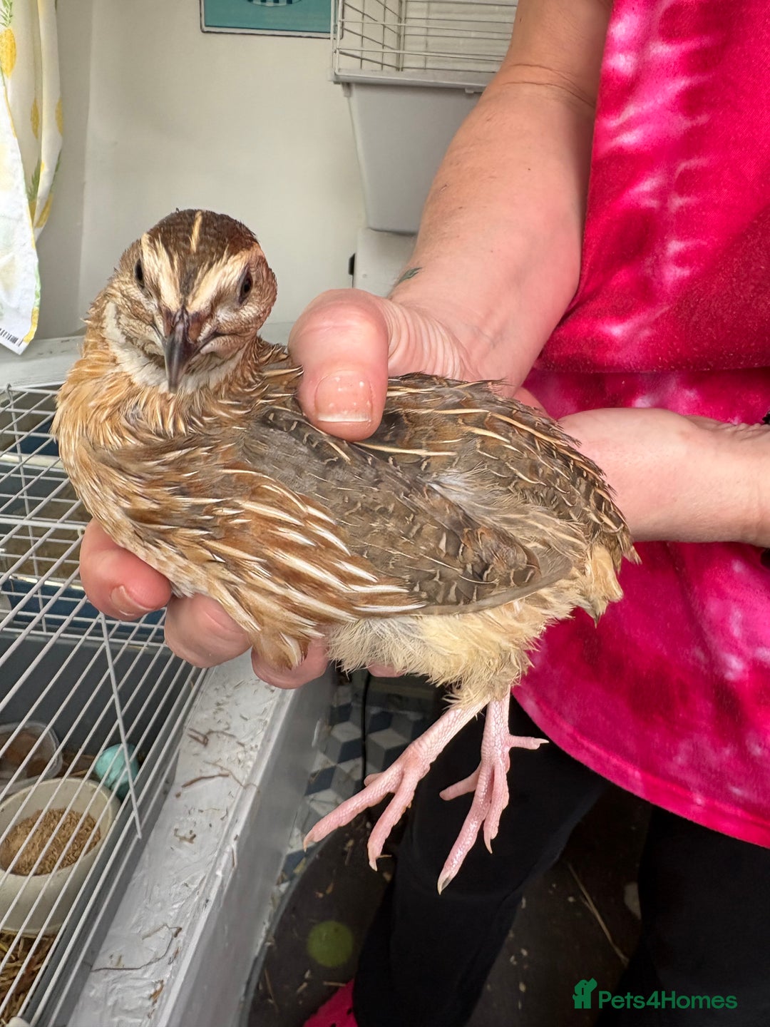 Quail poultry for sale: Jumbo quail - Advert 1