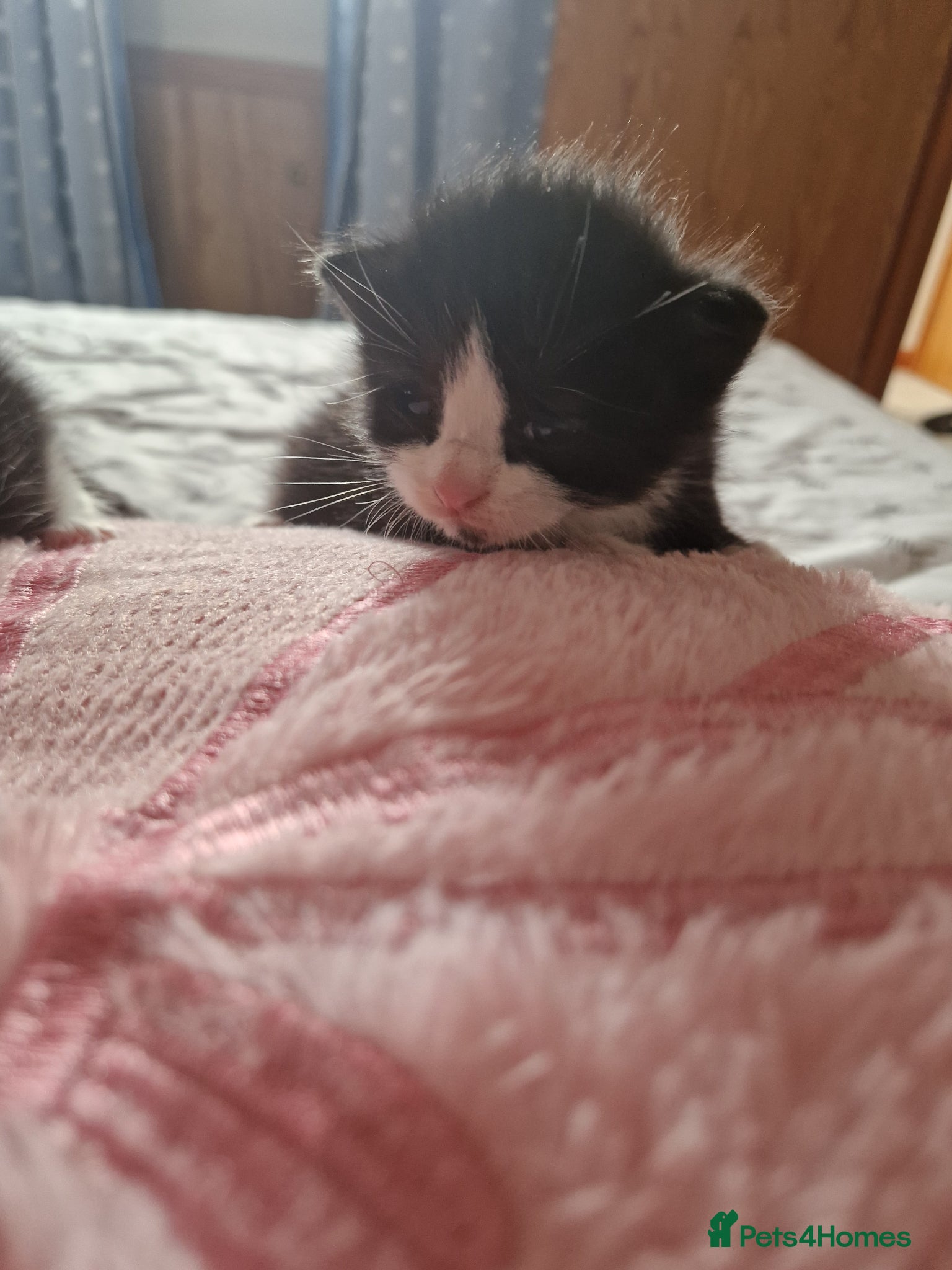 Mixed Breed cats for sale: Cat Tuxedo (Felix) - Advert 5