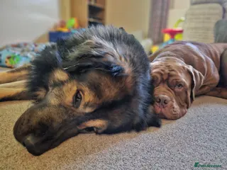 Mixed Breed dogs For Adoption - Advert 5