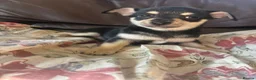 Chihuahua dogs for sale: 5 Beautiful Chihuahua Puppies For Sale  - Advert 24