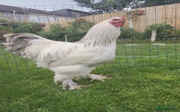 Chickens poultry for sale: Hatching eggs - Image 4