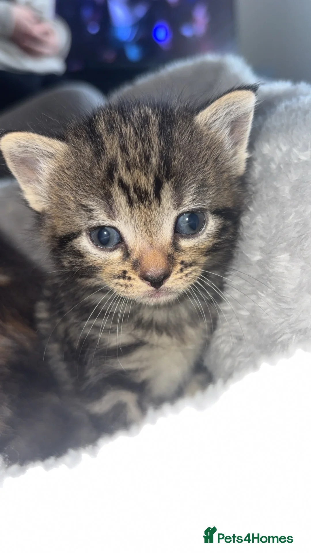 Mixed Breed cats for sale: 2 female kittens  in Leven - Advert 3