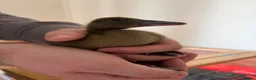 Ducks poultry for sale: 4 Khaki Campbell Ducklings - Advert 4