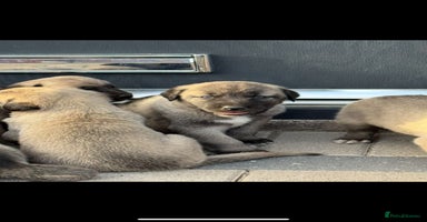 Turkish Kangal dogs - Advert 16