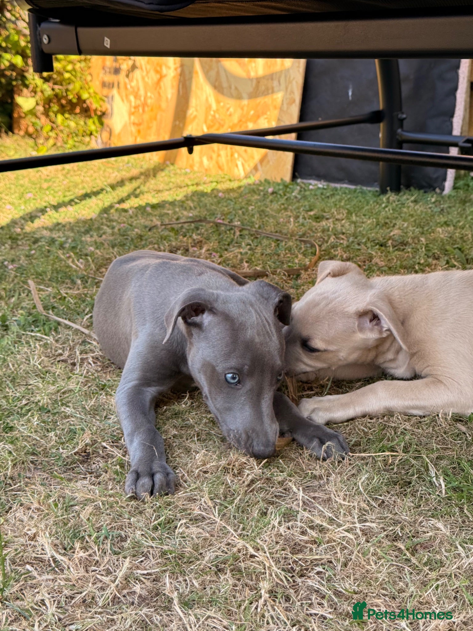 Whippet dogs Male whippet pup  - Advert 11