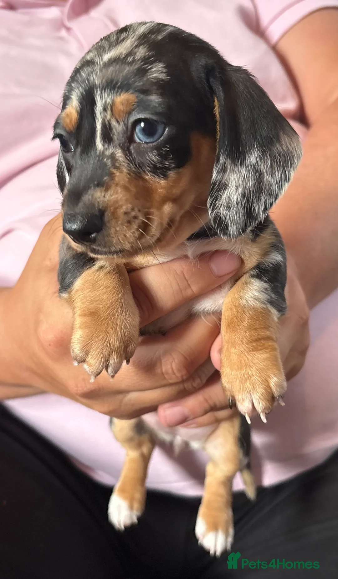 Dachshund dogs for sale: Beautiful miniature daschund puppies - Advert 2
