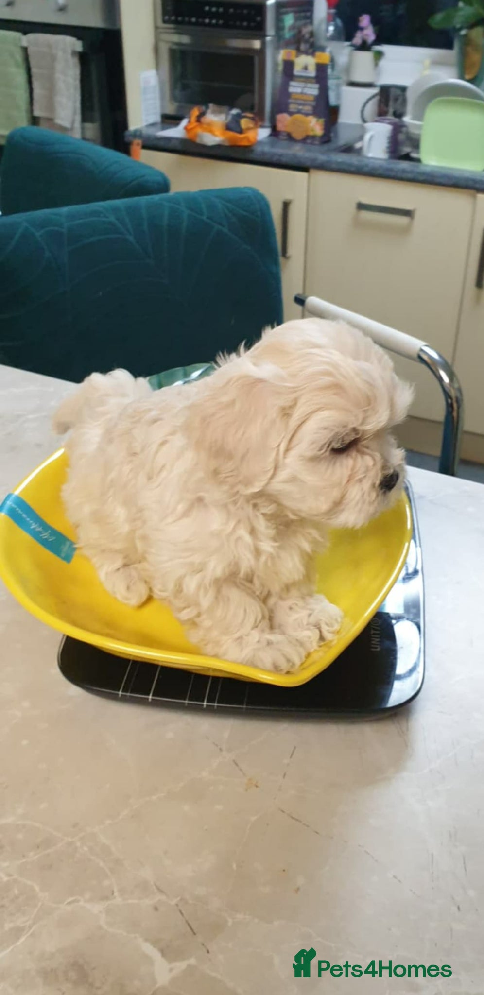 Bichon Frise dogs 6 puppy mini bishon frise.  - Advert 1