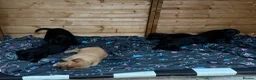Labrador Retriever dogs for sale: Labrador Pups - Advert 3