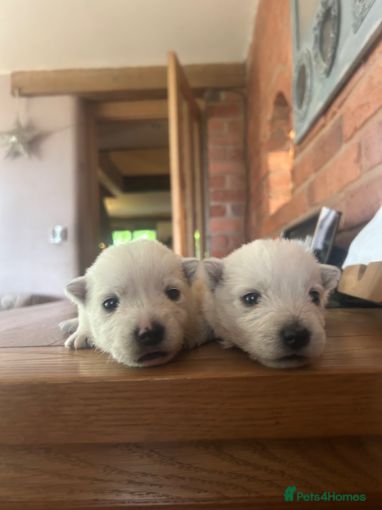West Highland Terrier dogs West highland terrier puppies - Advert 9