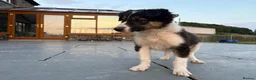 Border Collie dogs for sale: Beautiful Welsh Border Collie Puppies in Brecon - Advert 26