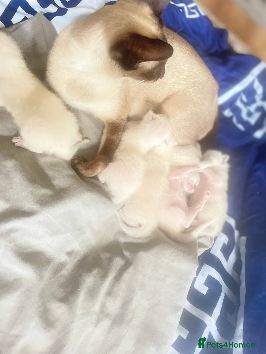Siamese cats for sale: Beautiful Siamese Kittens 1 girl & 2 boys - Image 8