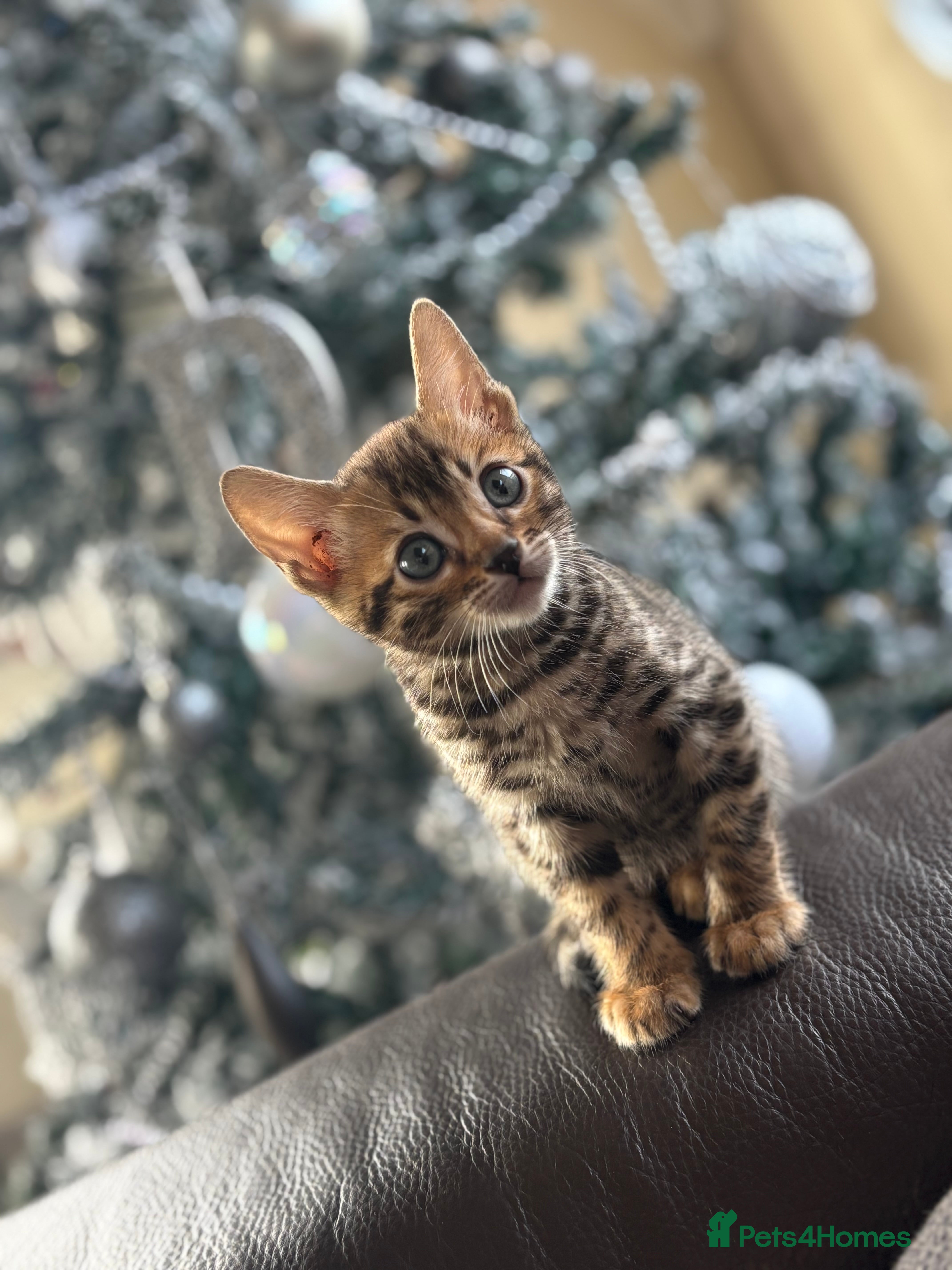 Bengal cats True to type bengal kittens - Advert 16