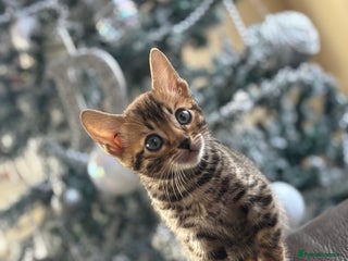 Bengal cats True to type bengal kittens - Advert 16