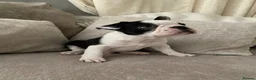 Mixed Breed dogs for sale: Frenchton’s . Boston X frenchie. - Advert 12