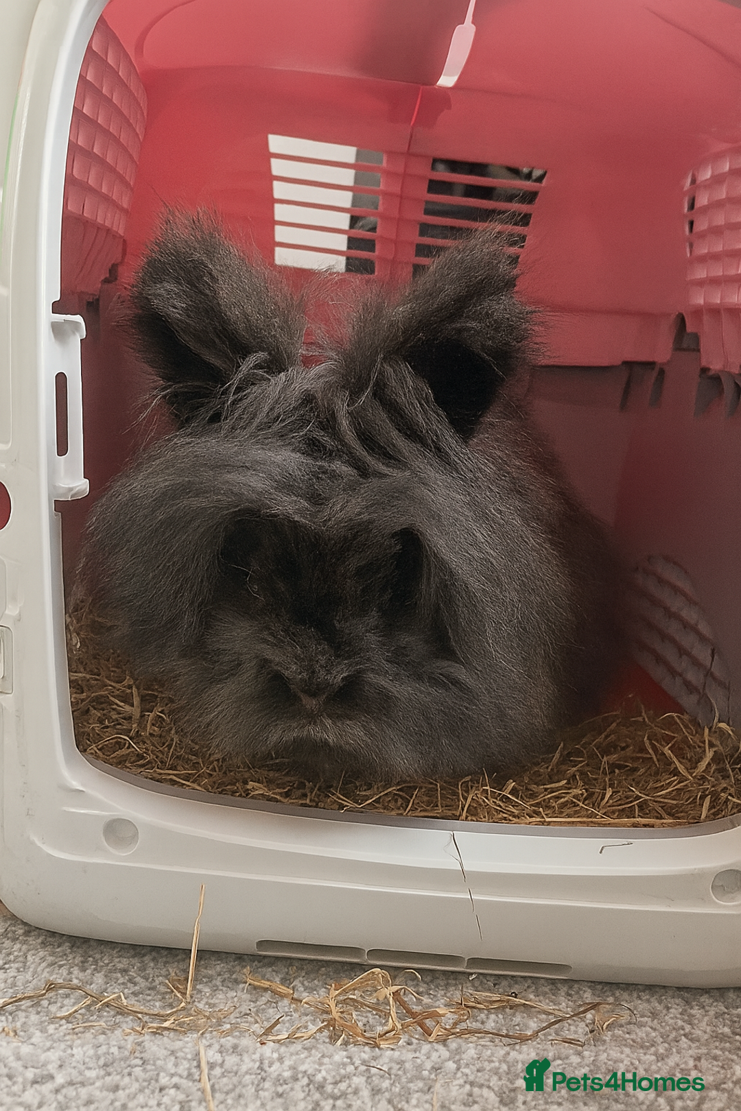 Lionhead rabbits for sale: Bonded Rabbit Pair - Advert 2