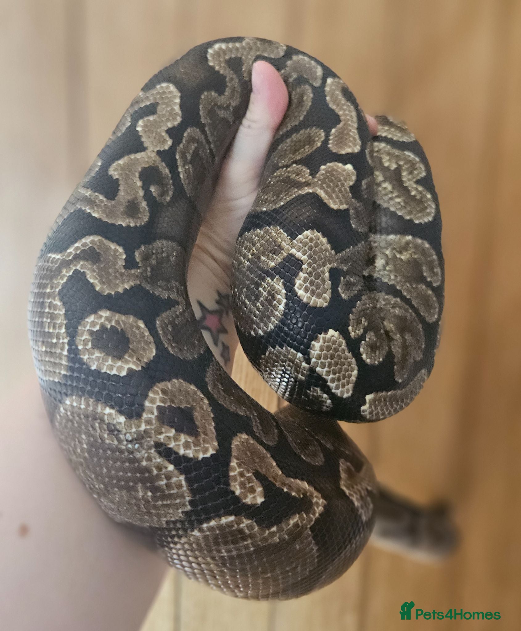Python Snake reptiles GHI Royal Python  - Advert 1
