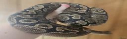 Python Snake reptiles for sale: GHI Royal Python  in Sleaford - Advert 1