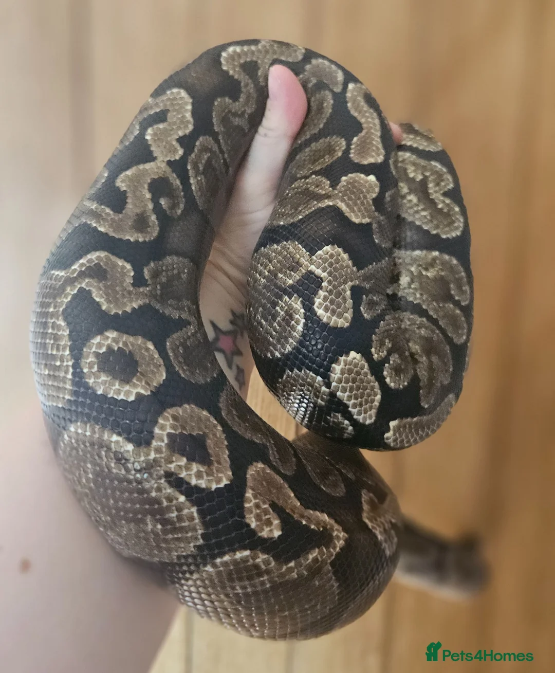Python Snake reptiles for sale: GHI Royal Python  in Sleaford - Advert 1