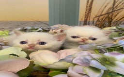 Persian cats for sale: Exotic persians  - Image 10