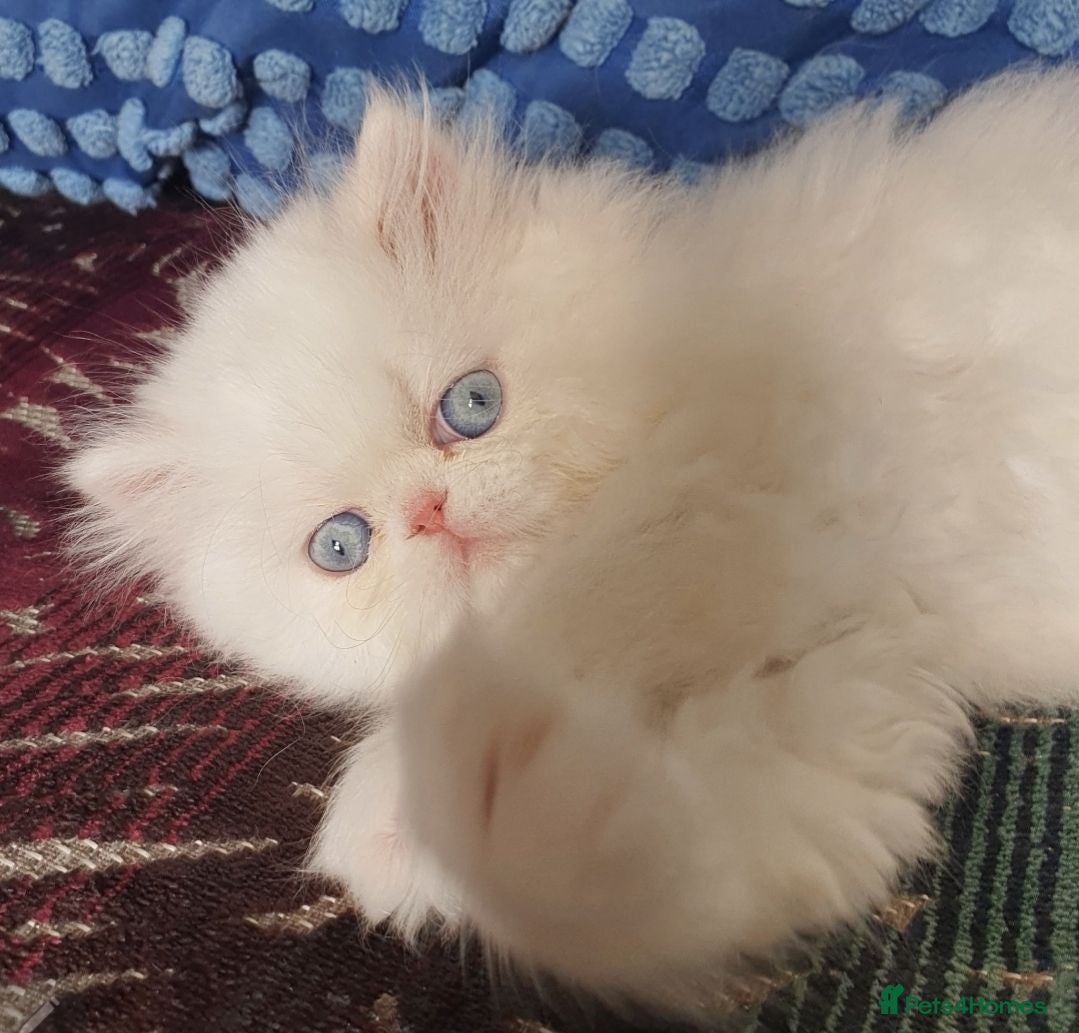 Persian cats 🎀🎀 GCCF Persian Kitten 🎀🎀 - Advert 1