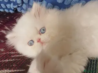 Persian cats 🎀🎀 GCCF Persian Kitten 🎀🎀 - Advert 6