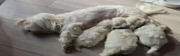 Maltese dogs for sale: Beautiful Maltese Puppies for sale 2 boys 2 girls. in Ellon - Advert 2